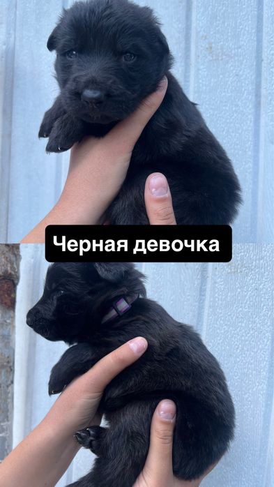 Щенки немецкой овчарки