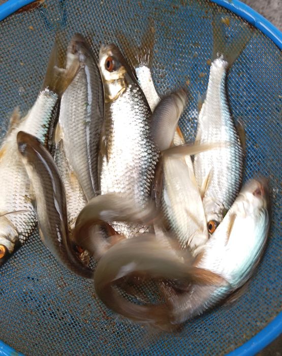 Живец малька сорги и чебака