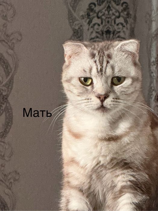 Продам котят, 3 мальчика метиса