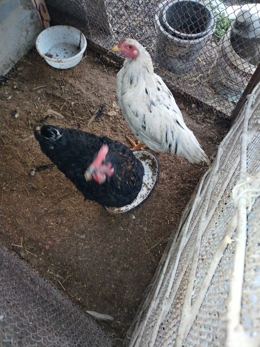 Sotlad toviqla  va xoroz sotlad soglom