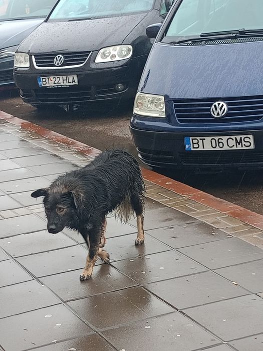 Donez câine pentru pază