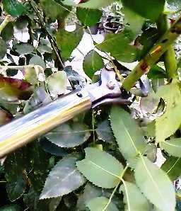 Баландаги шохлар ва гулзор учун қайчи-Секатор высоторез и для розарии