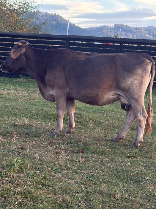 De vânzare 3 brune de Maramureș.  Sau schimb cu vaci pentru abator