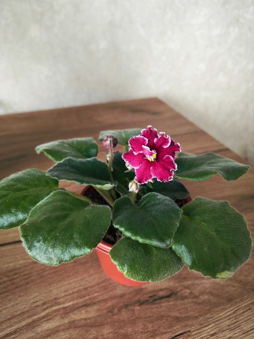 Фиалки  в горшках цветущие