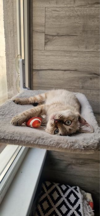 Котенок в поиске дома