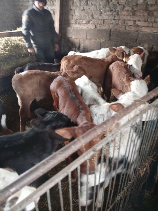 De vânzare tăurași