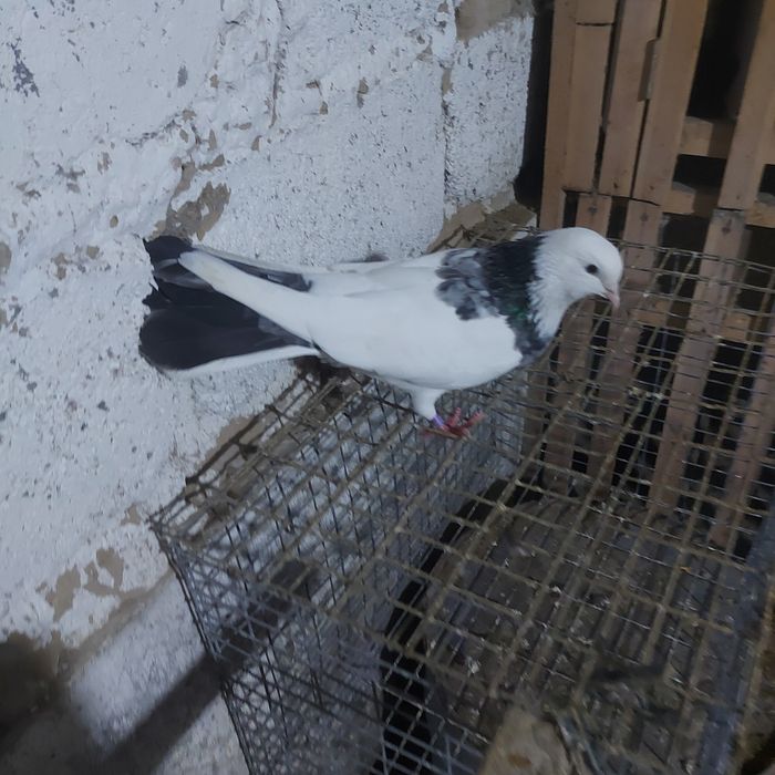 Мрамор шейка самка плодный