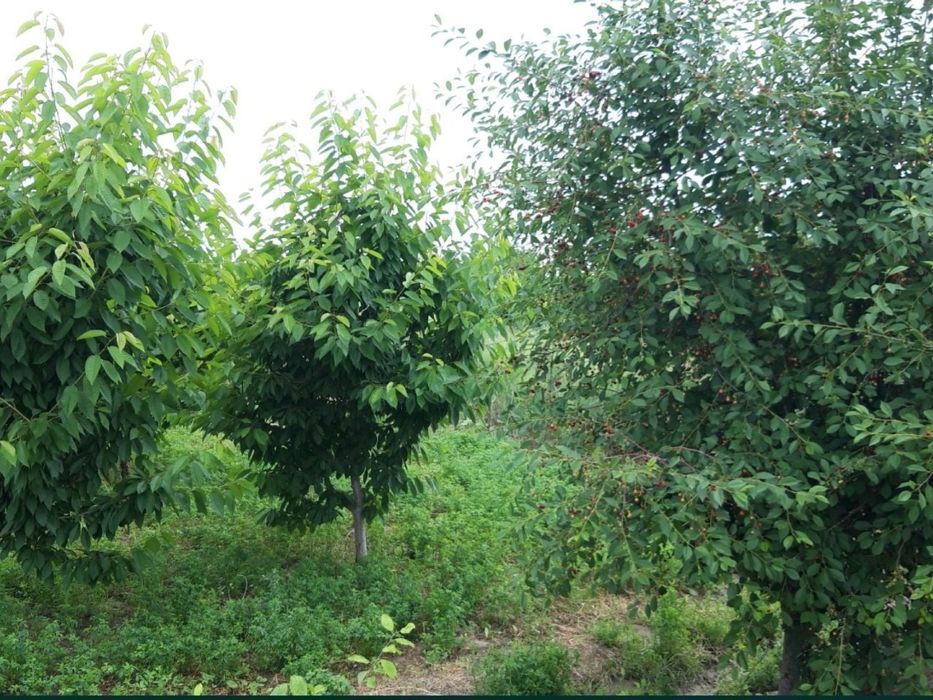 Ер орни, Фермерчилика молжаланган