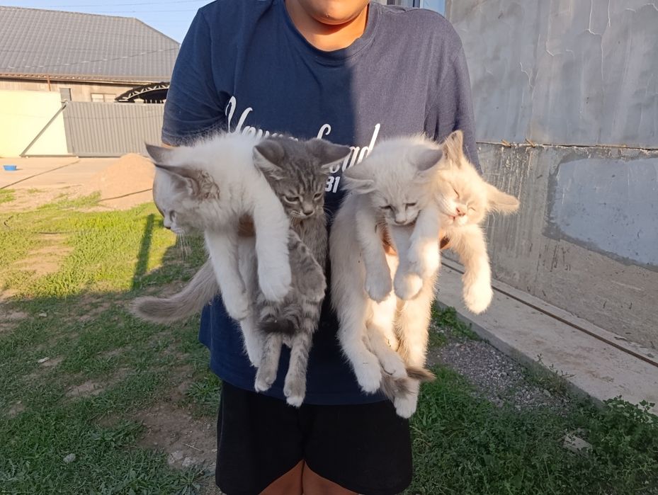 Отдам котят в добрые руки