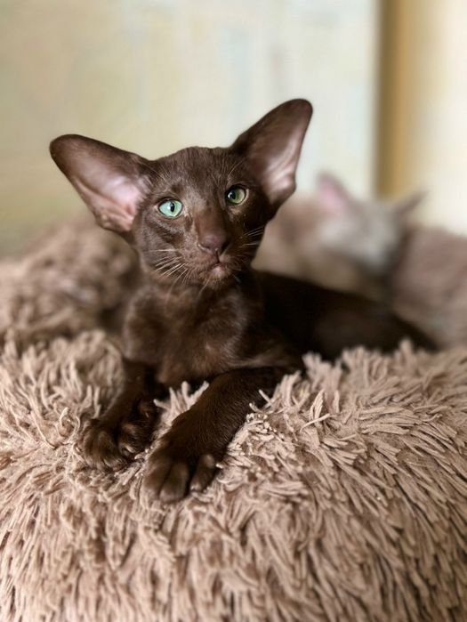 Супер Ориентальные малыши