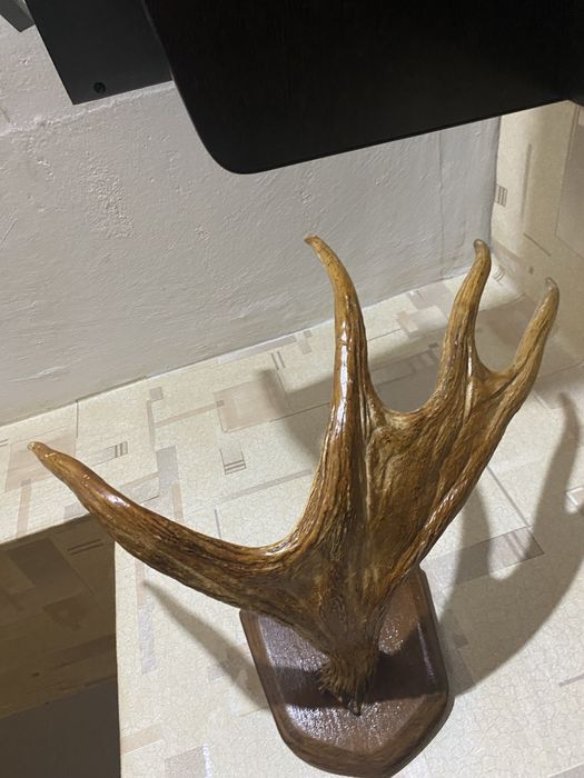 Лось  очень дорого оригинал