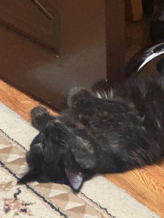 Отдам кошечку 5 месяцев