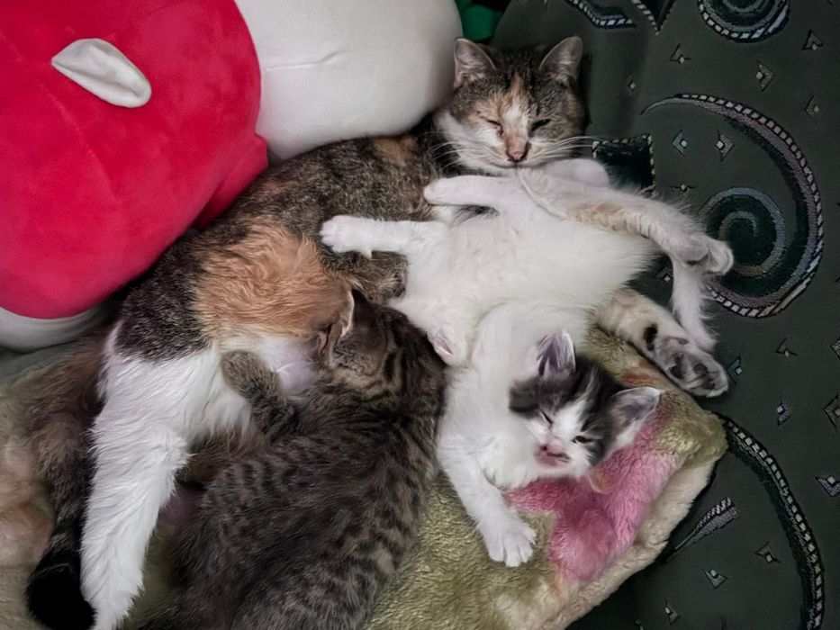 Отдаём котят в хорошие руки