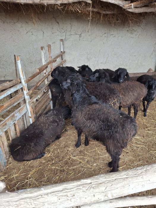 Buxoro shahrida va tumanlarda boʻlganlar uchun qoʻylar sotiladi.