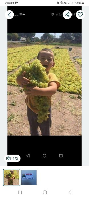 Struguri de vin direct de la țărani agricoli cu transport la tine acasă