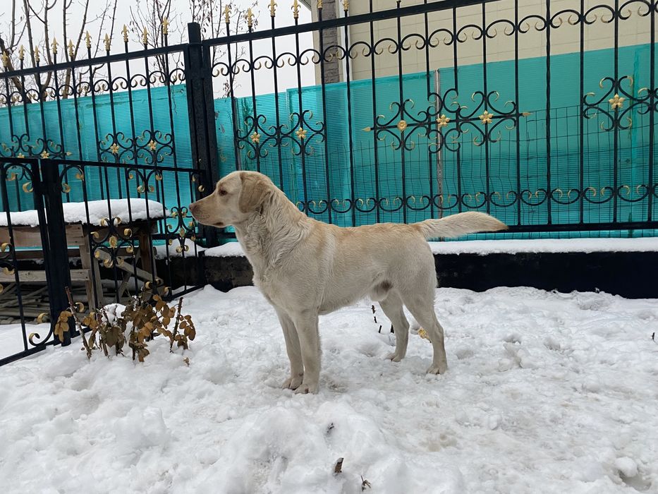 Вязка лабрадор- кобель