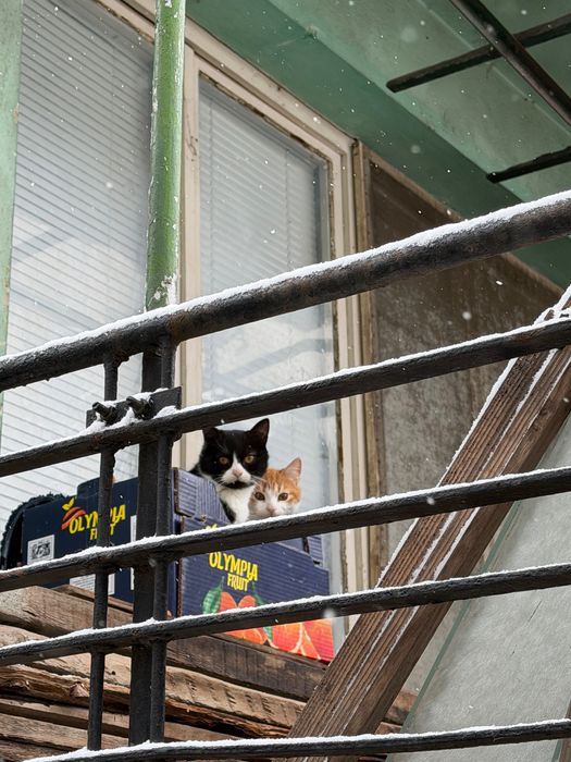 осинови пухкаво котенце