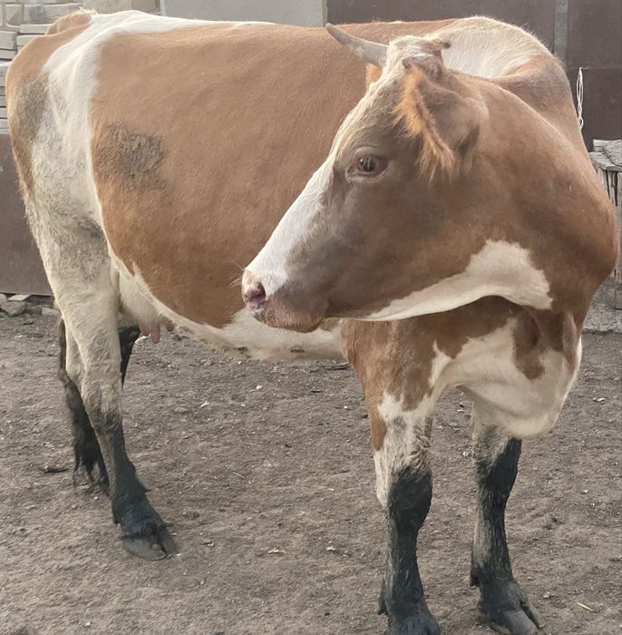 Продам дойную корову