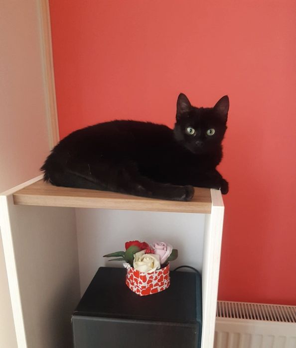 Dau spre adopție URGENT aceasta pisica neagra