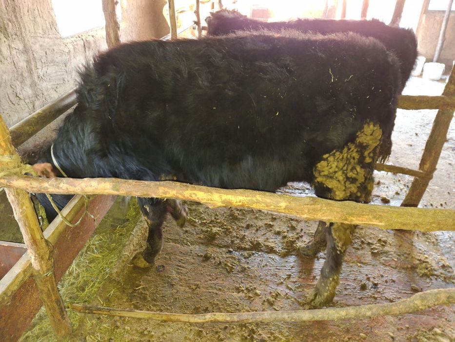 Продам бычков подсосов