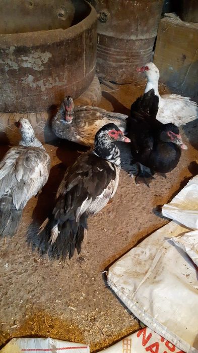 Индаутки крупные