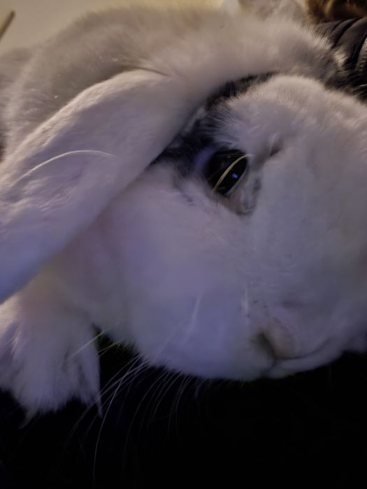 Vand iepure rasa berbec