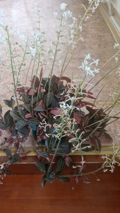 Продам комнатные цветы