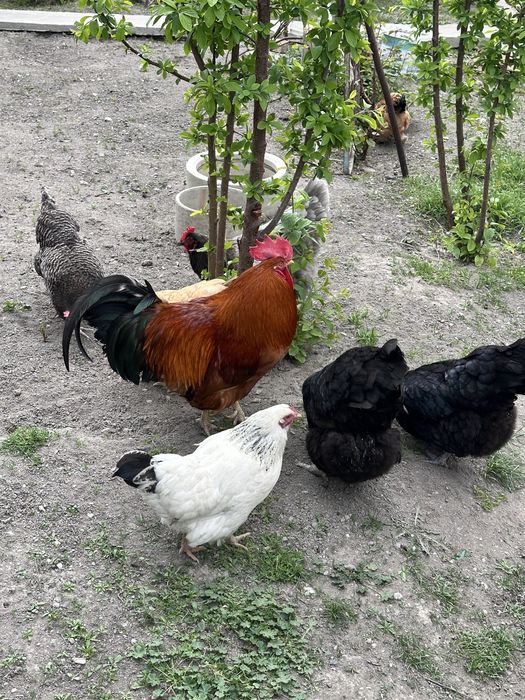 Продаю кур  о цене договоримся