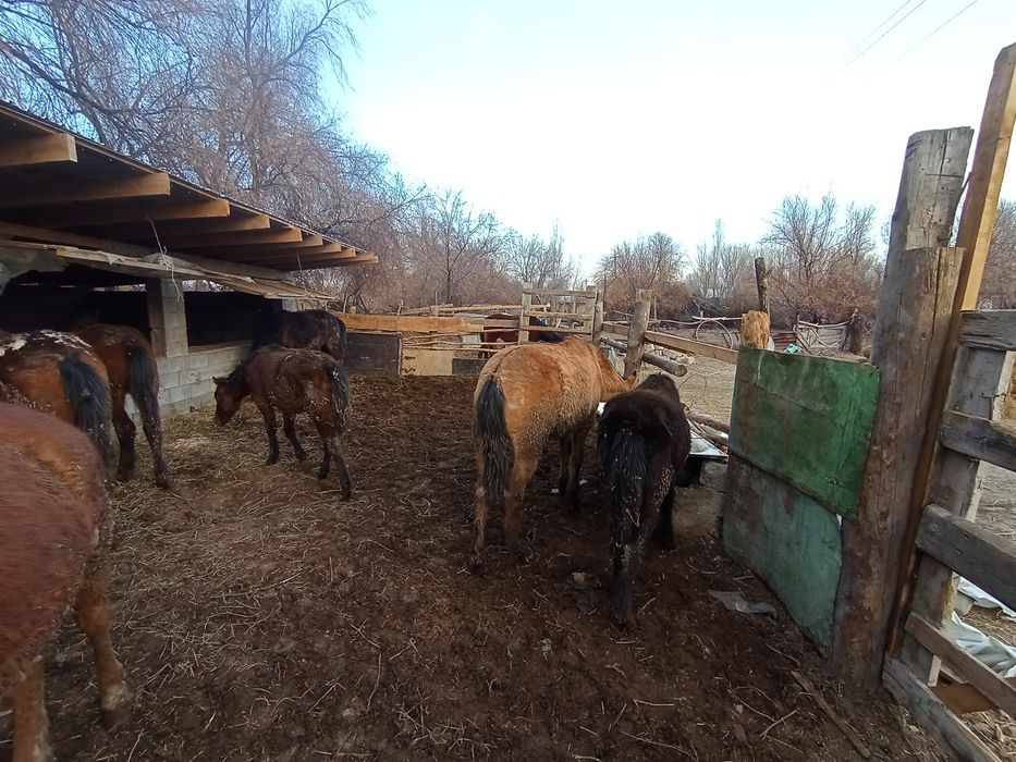 5байтал 3жабагы сау