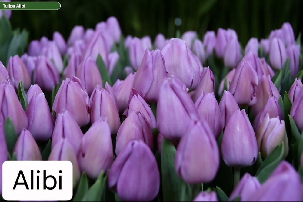 Тюльпаны к 8 марта оптом и в розницу!