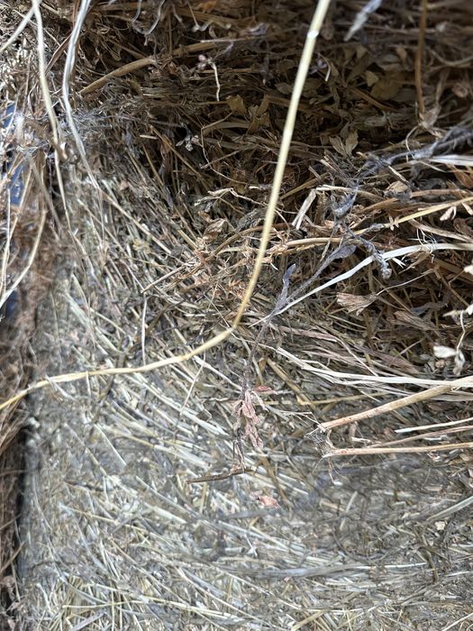 Lucerna Infoliat/baloti de fan/balot rotund/baloti mici