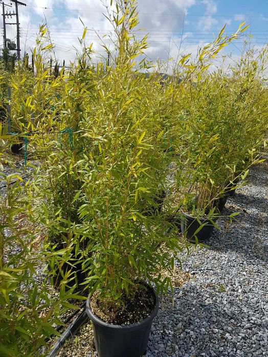 Bambus vescnic verde la ghiveci rezistent iarna