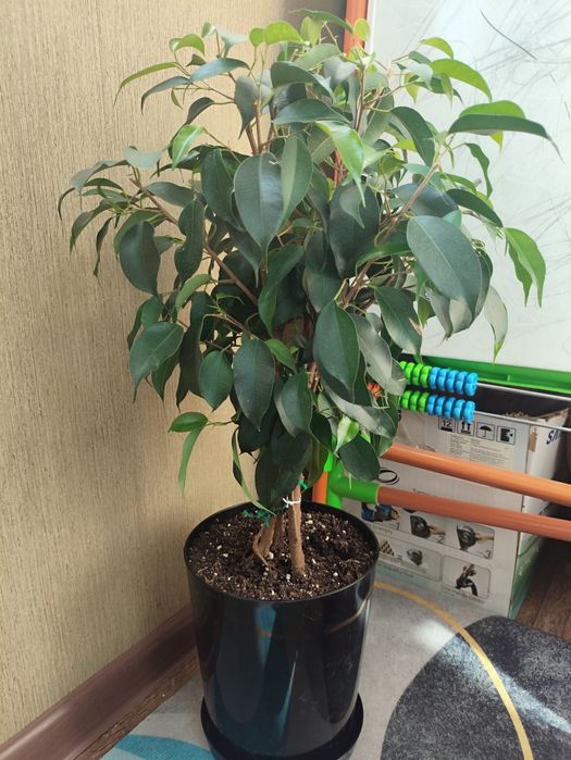 Фикус Бенджамина Даниэль