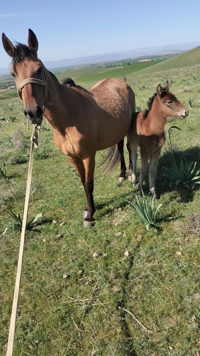 Кулынды Бие сатылады