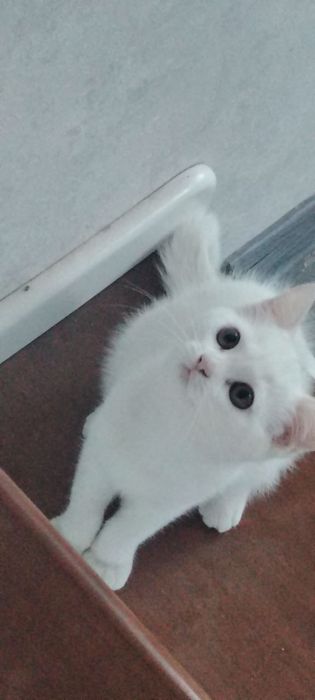Скотиш страйт девочка