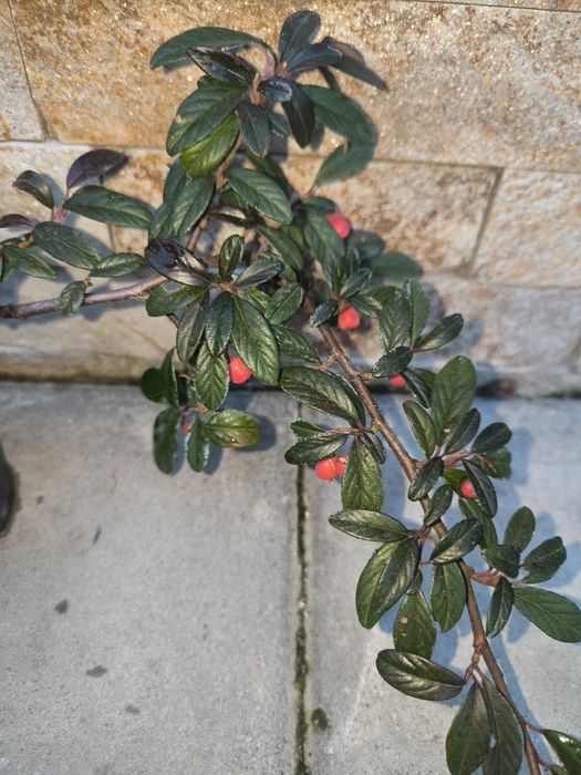 Банан Муса студоустойчив Глициния Вистерия Текома Лоницера