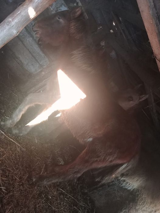 Продается Жабагы