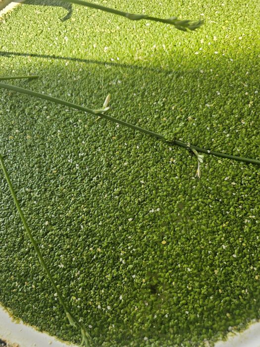 Продам растения для аквариума