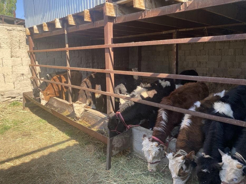 Продам бычки 7-8 ай