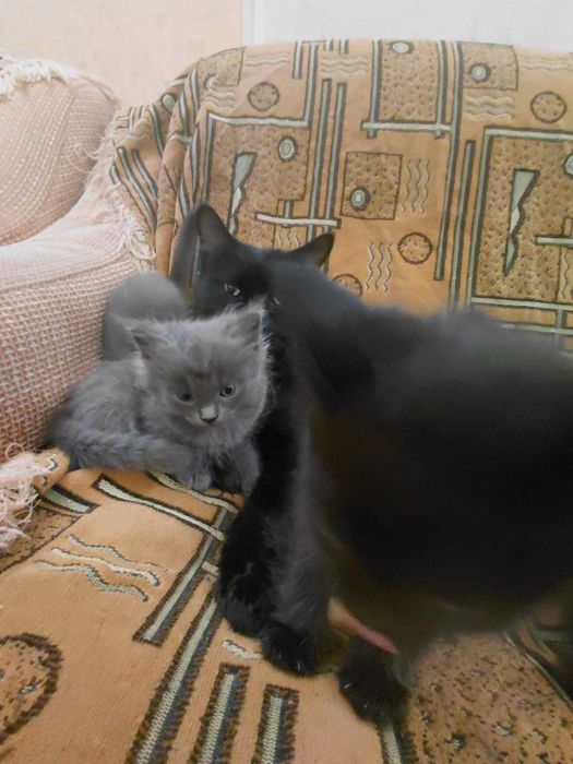 Отдам котят в хорошие руки