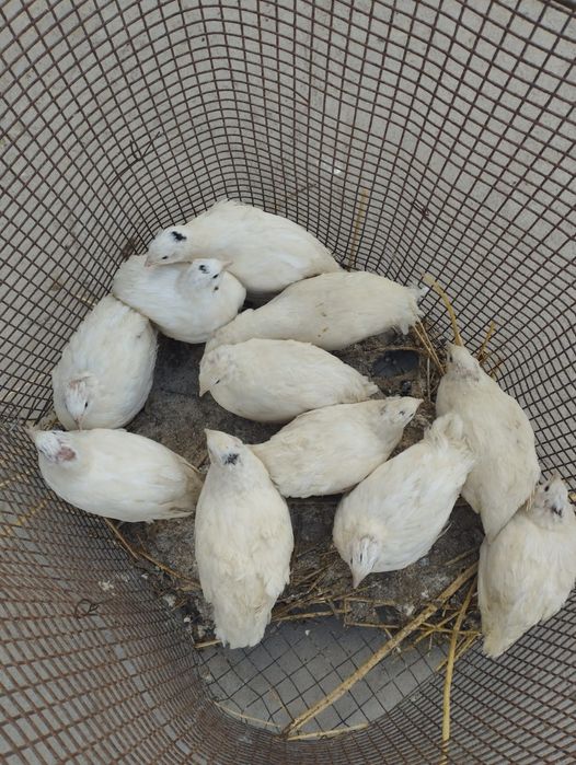 Продам перепелов