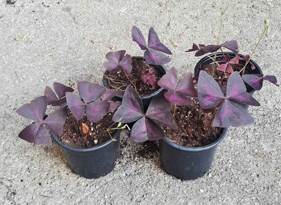 Червена детелина /(Oxalis triangularis)/ и дървото на живота в саксия
