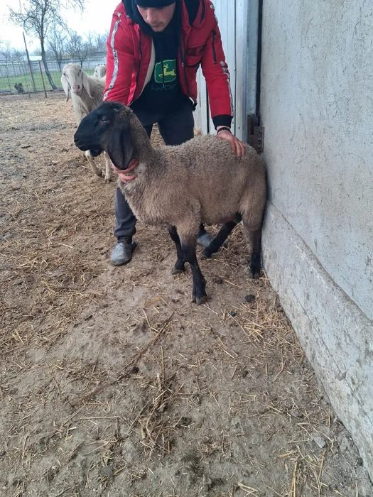 Berbecuti bergamasca si carabas