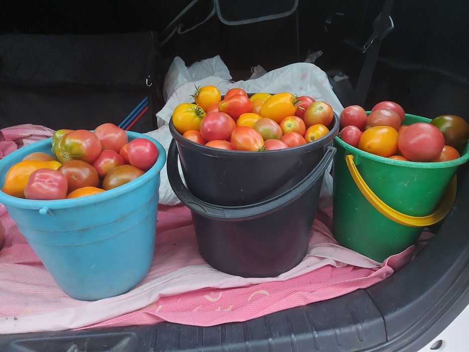 Свежие домашние помидоры
Продам с