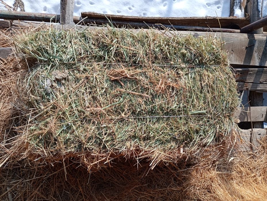 Шөп сатамын. 1500 тенге