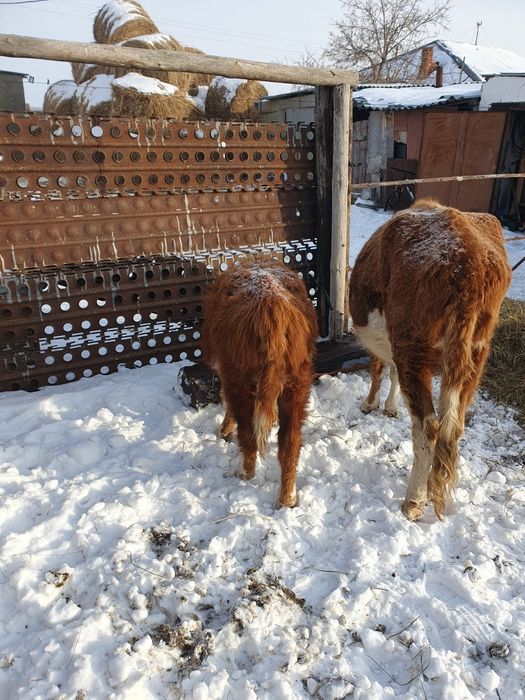 Продам бычка 5 мес.