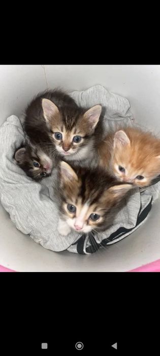 Homemade bi jins swinger juftliklar