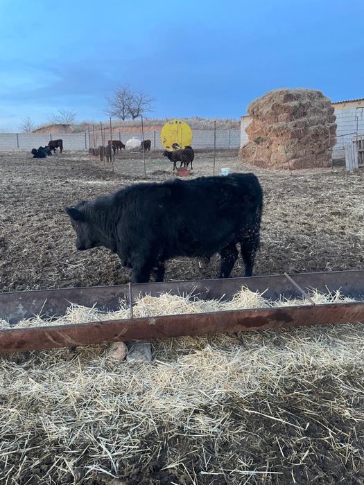 Таза ангус урыктыкка