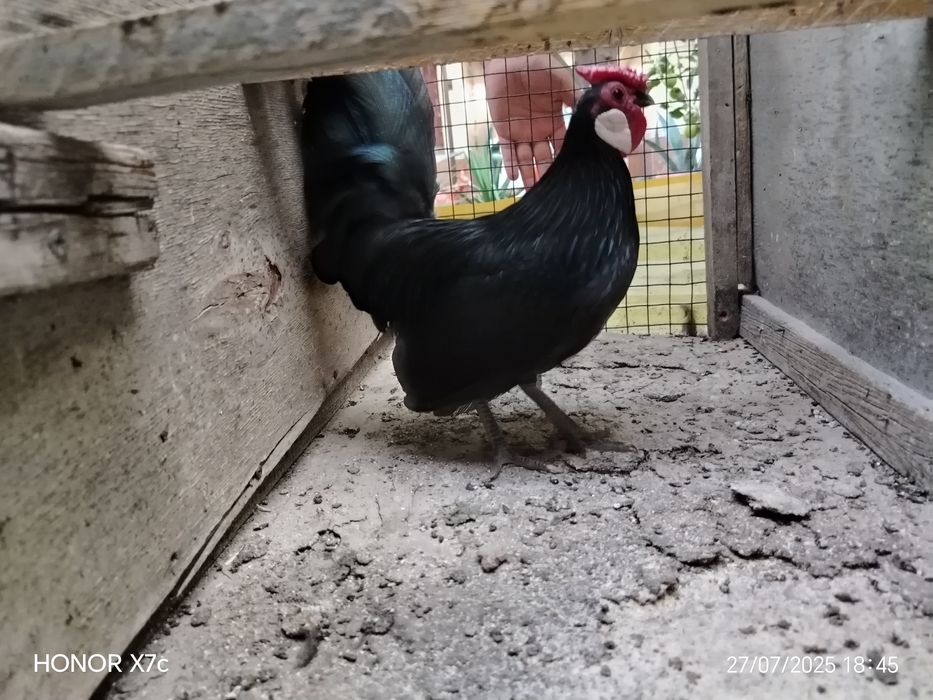 Oq zirak bir juft Xo'roz va tovuqg'i bilan sotiladi