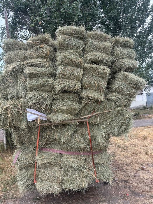 Шоп сатылады [сено]